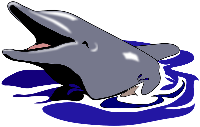 Cute dolphin in water