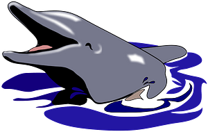 Cute dolphin in water