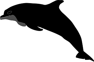 Dark dolphin