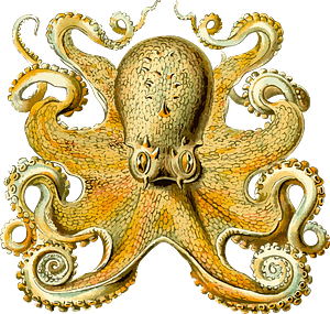 Gold Octopus