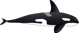 Orca
