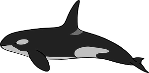 Orca