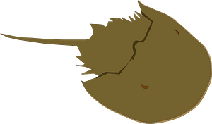 Horseshoe crab