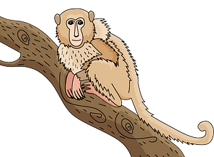 Monkey