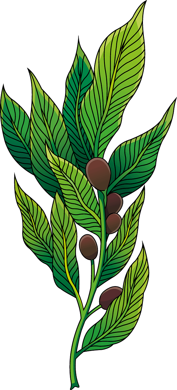 Pohon salam