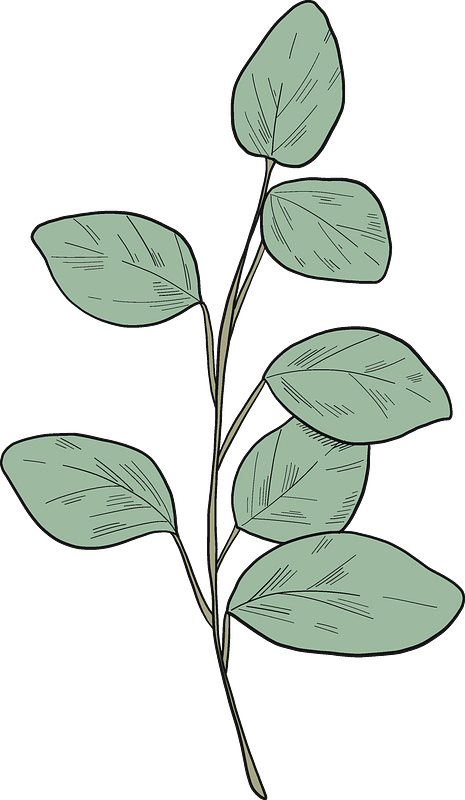 Eucalyptus branch 