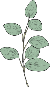 Eucalyptus branch 