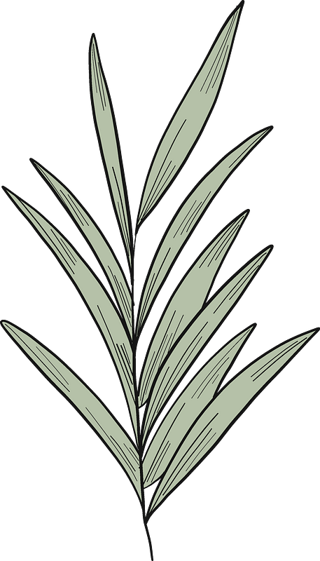 Eucalyptus branch