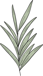 Eucalyptus branch