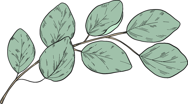 Eucalyptus branch