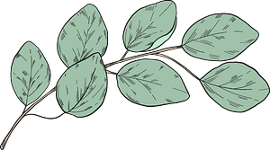 Eucalyptus branch