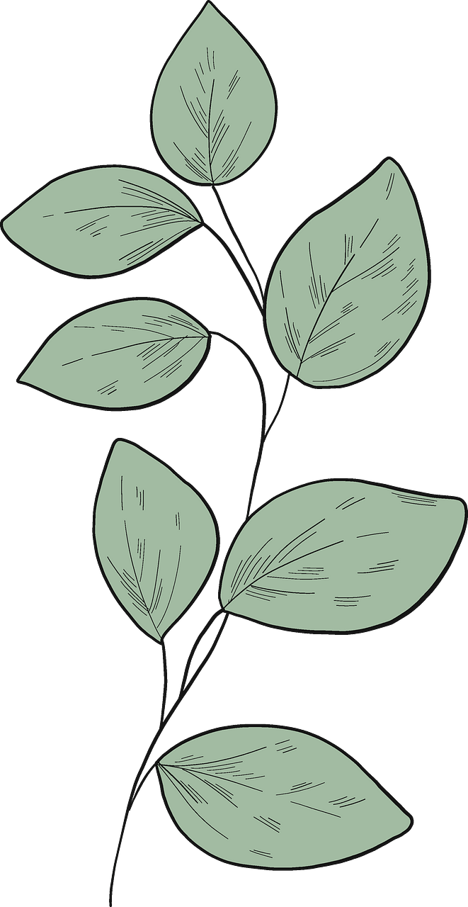 Eucalyptus branch