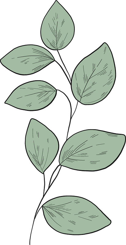 Eucalyptus branch