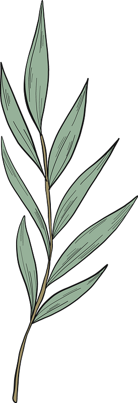 Eucalyptus branch