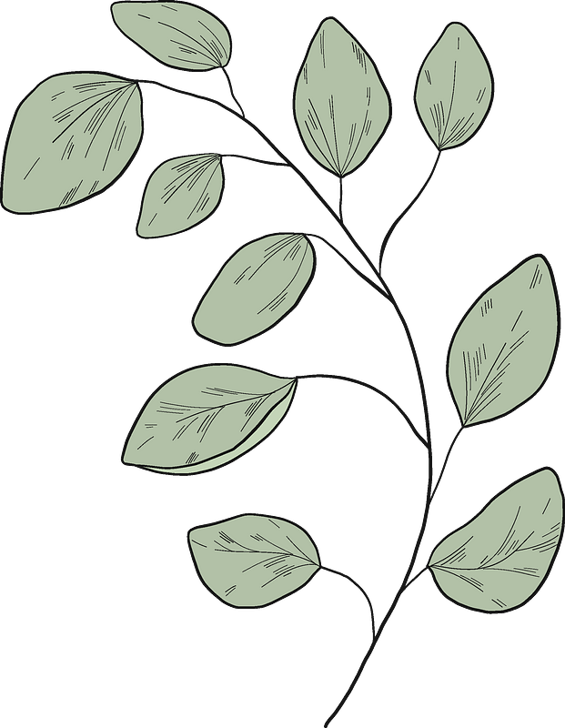 Eucalyptus branch