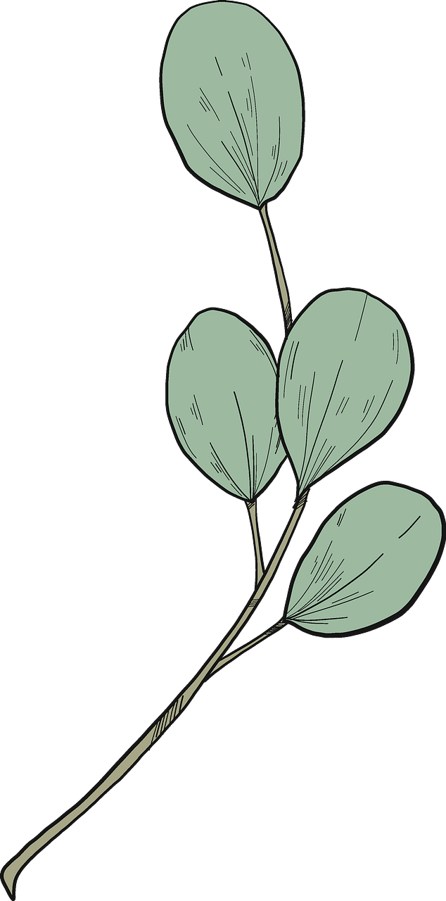 Eucalyptus branch