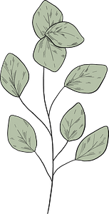 Eucalyptus branch