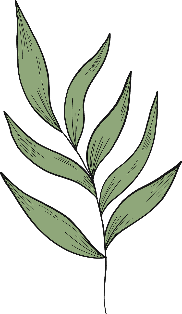 Eucalyptus branch