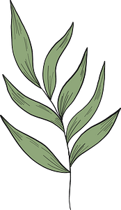 Eucalyptus branch