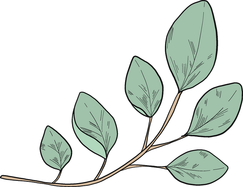 Eucalyptus branch