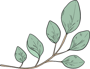 Eucalyptus branch