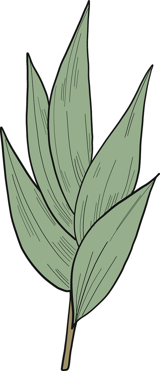 Eucalyptus leaves