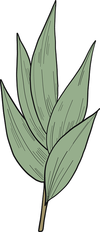 Eucalyptus leaves