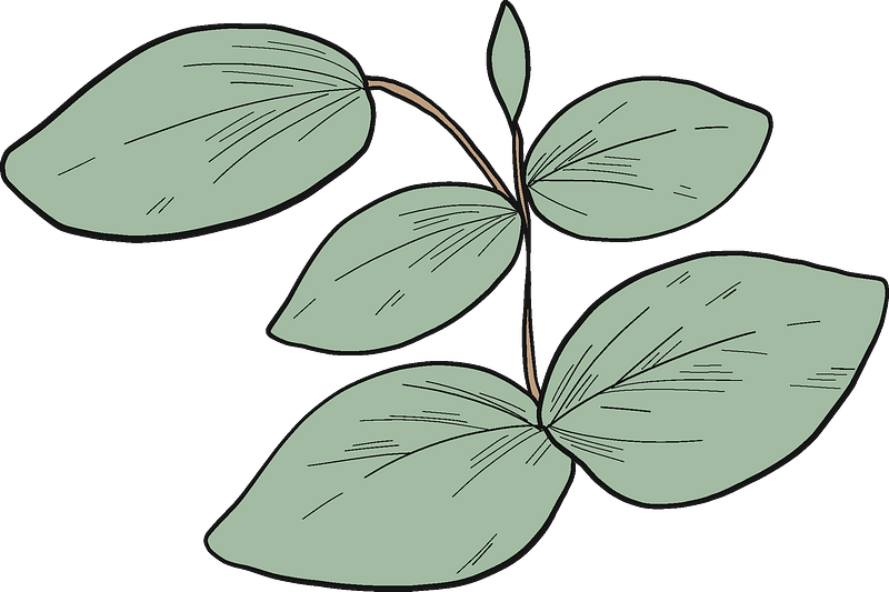 Eucalyptus leaves