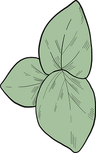 Eucalyptus leaves
