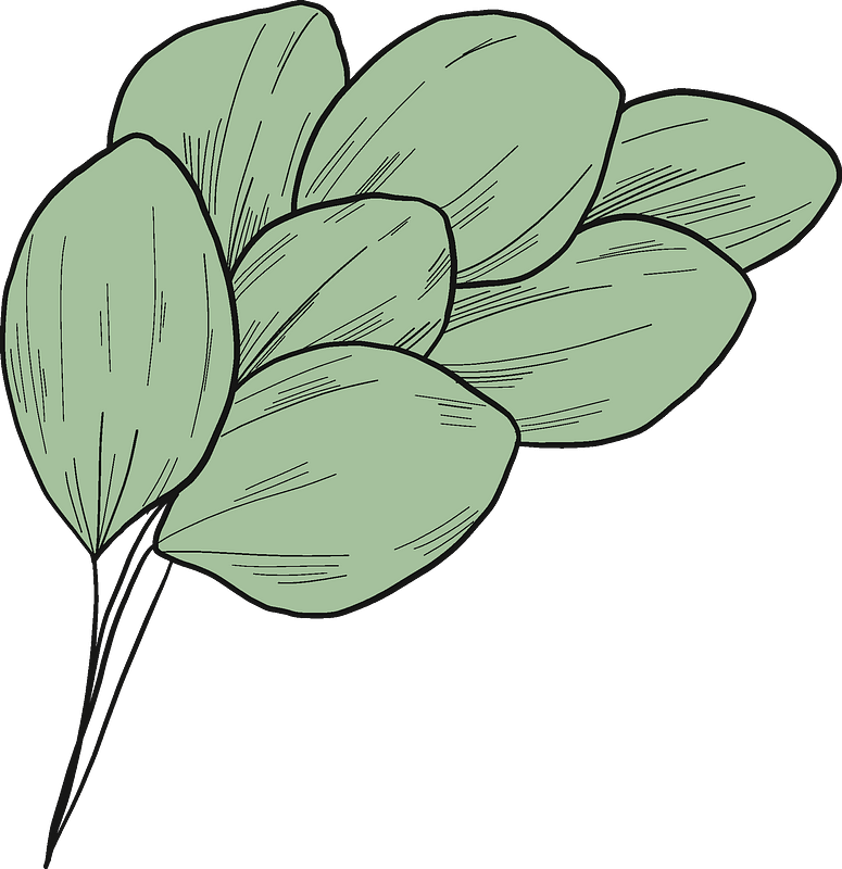Eucalyptus leaves