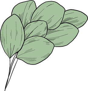 Eucalyptus leaves
