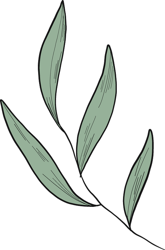 Eucalyptus leaves