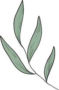 Eucalyptus leaves