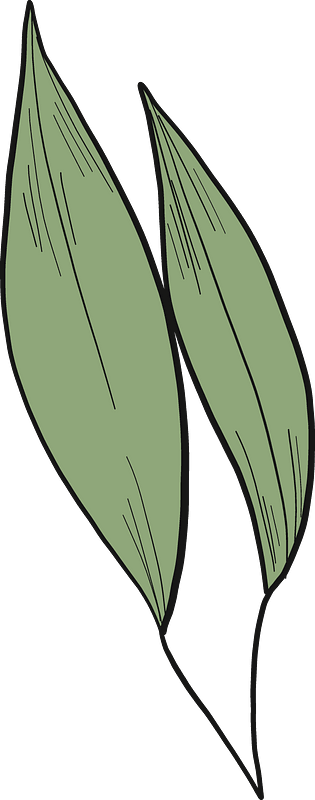 Eucalyptus leaves