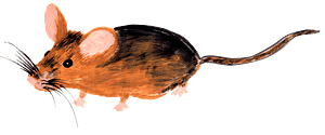 Drawn mouse