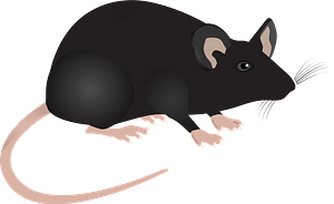 Lab mouse
