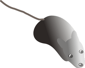 Little mouse