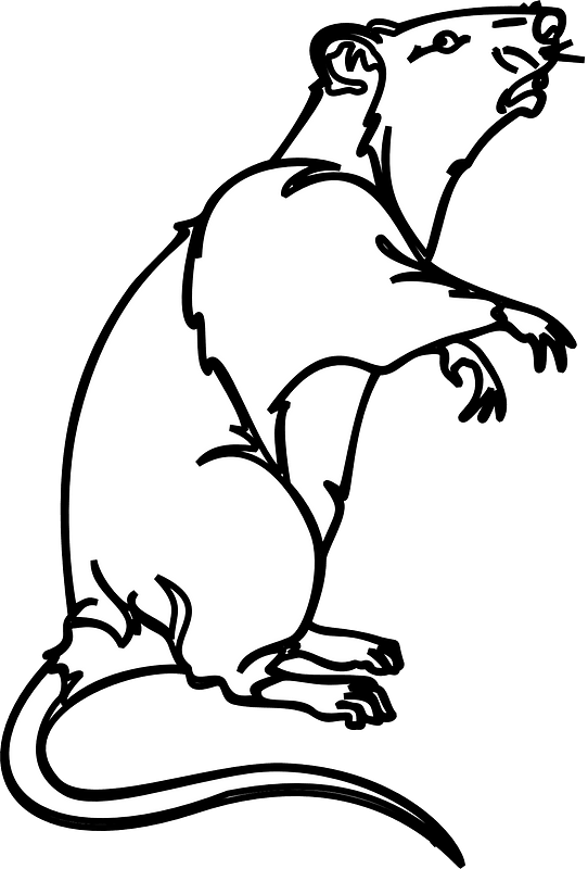 Tikus