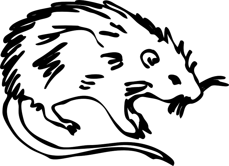 Rat