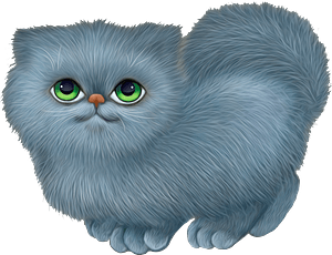Cute grey cat