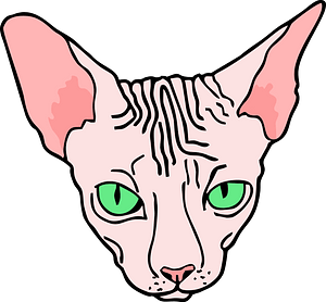 Sphynx cat face