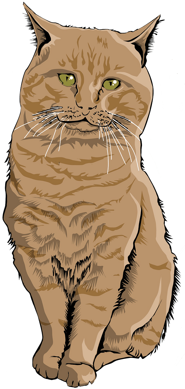 Chat assis