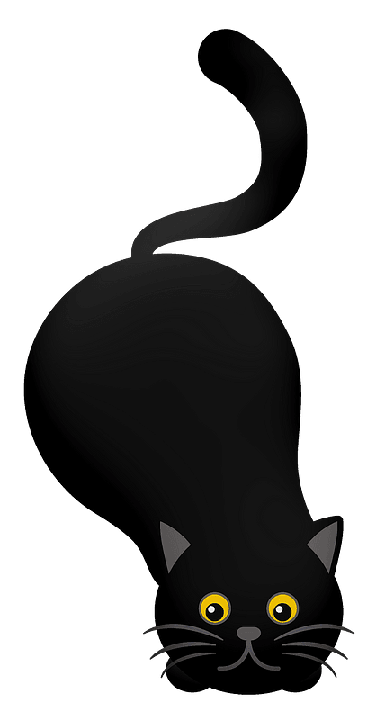 Playful black cat