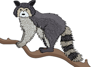 Raccoon
