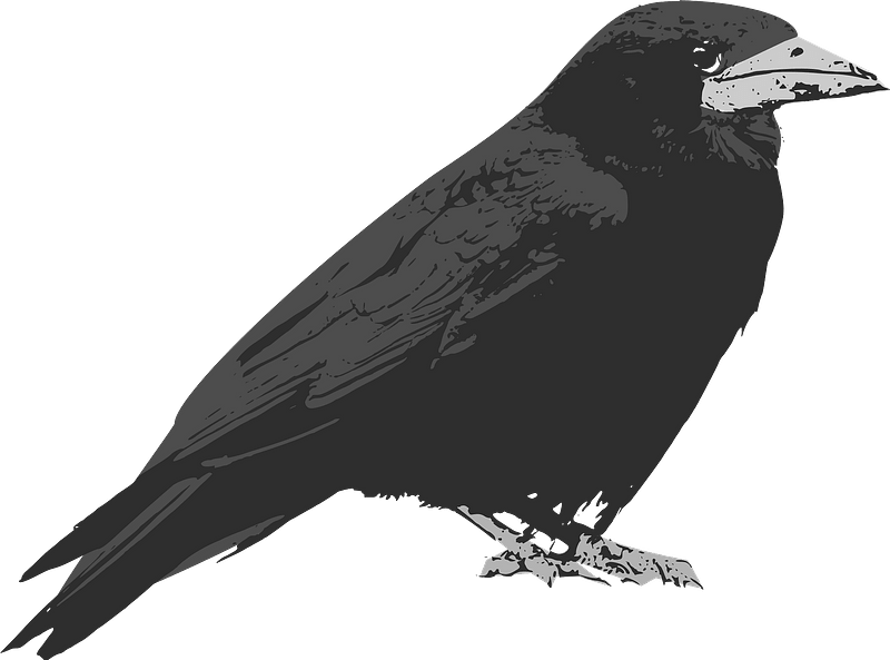 Raven