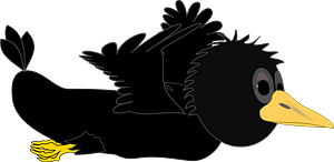 Crow in flight - wings up
