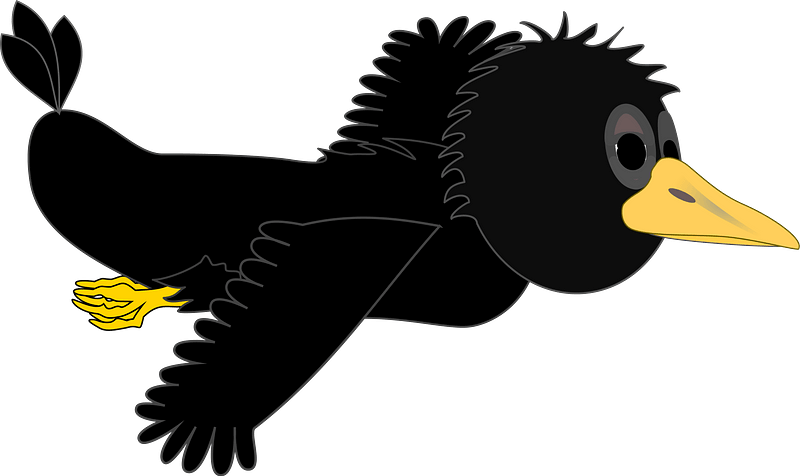 Crow in flight - wings even