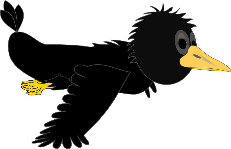 Crow in flight - wings down
