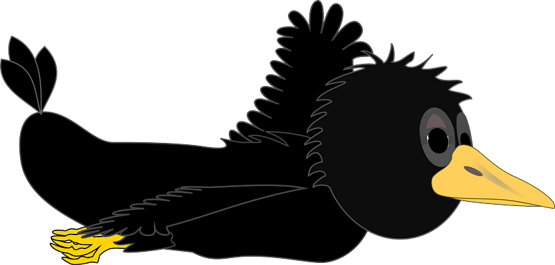 Crow in flight - wings even