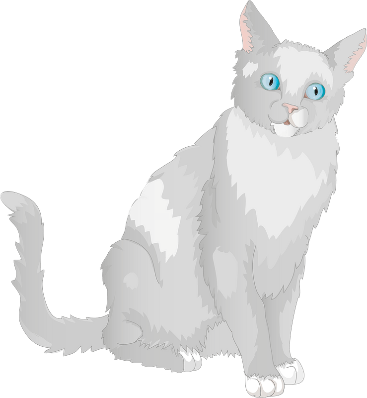 Grey blue-eyed cat